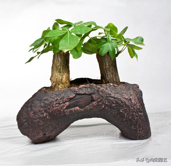 发财树干瘪褶皱冻伤了,发财树干瘪褶皱一捏就破怎么回事