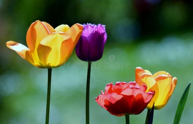 章子怡的茉莉花开电影,章子怡24岁时候的电影茉莉花开