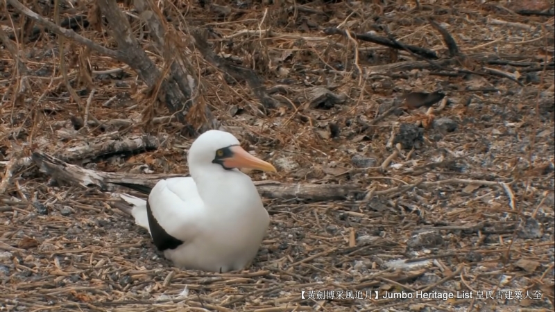 世界上最长寿的象龟多少岁,迄今发现最长寿的龟