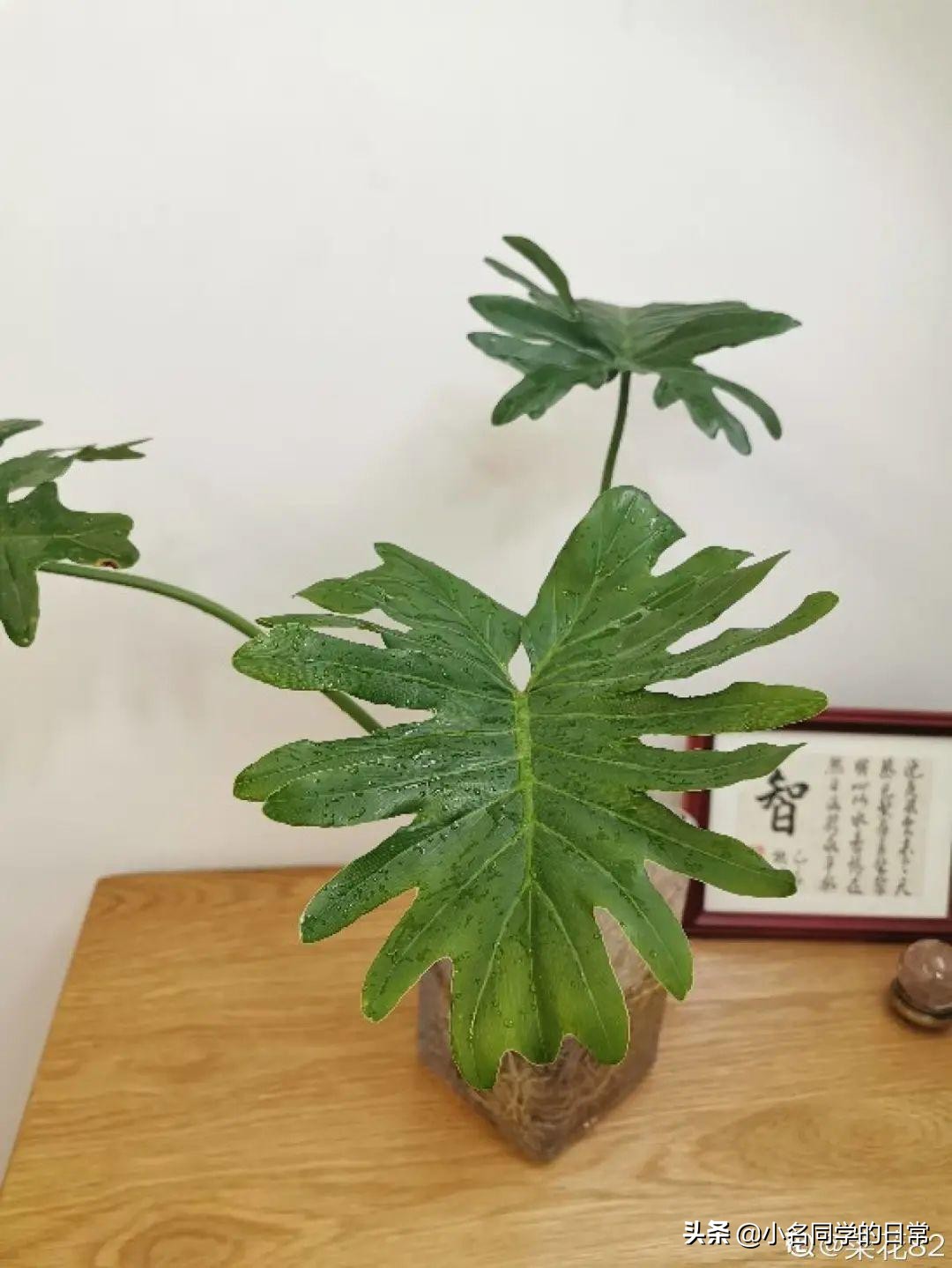 水里加点碳，根系壮得撑破盆，长出满盆萝卜根