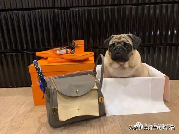 大家的包包和宠物,都太可爱了!