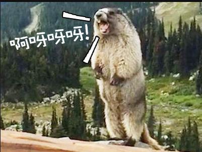 宝宝尖叫日常,宝宝怎么度过尖叫期