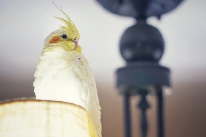 玄凤鹦鹉刚出生怎么辨别品种,玄凤鹦鹉有多少个品种