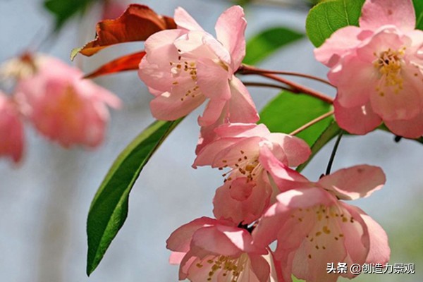 海棠花为何会发生虫害？