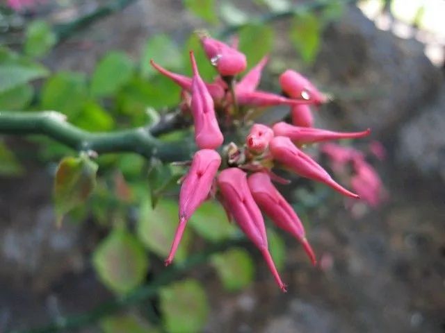 白雀珊瑚的图片,白雀珊瑚有毒吗能在家养吗