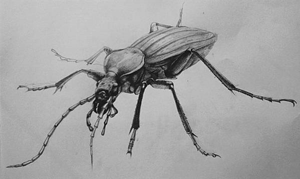 漫画入门零基础画画教程,0基础画画临摹推荐