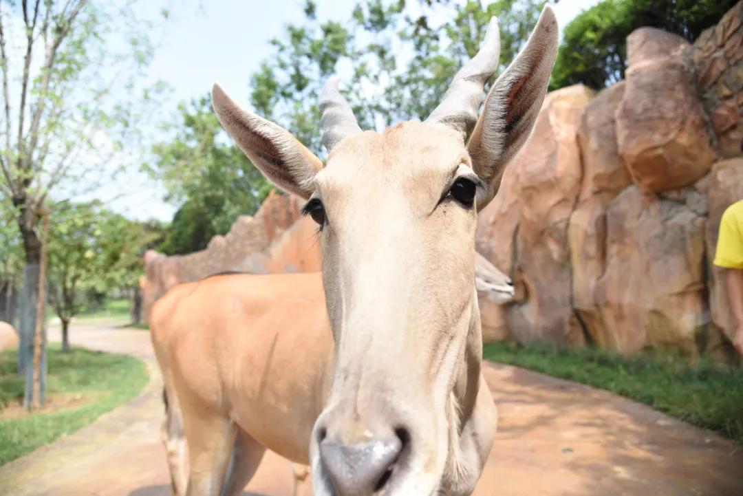 野生动物王国值不值得去,北方新开的动物王国