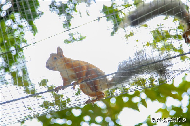 佛山南丹山有株鹦鹉树，几百只鹦鹉在晒秋取暖准备过冬