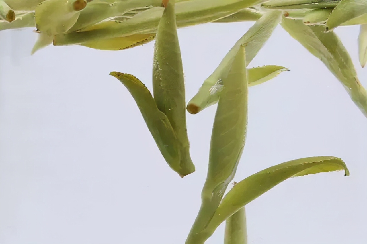信阳毛尖有那么大功效吗,信阳毛尖功效视频