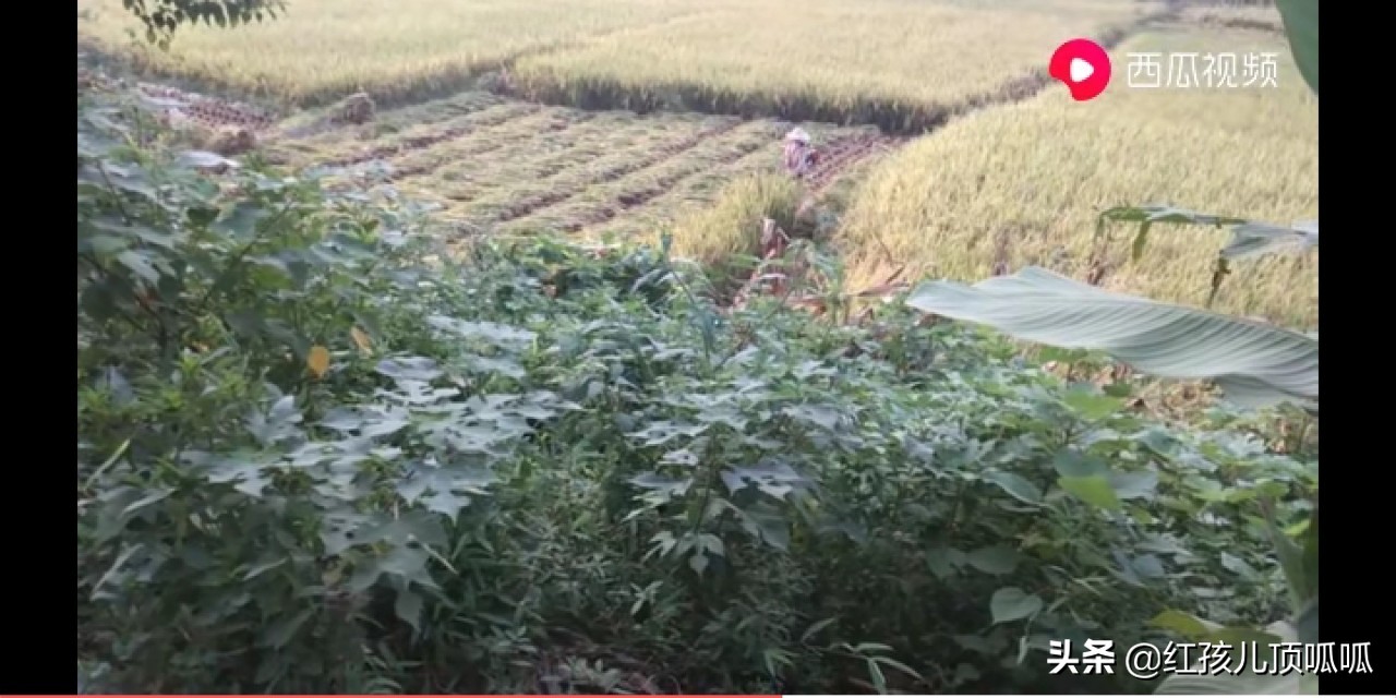 农业盛会庆丰收,农民丰收节庆丰收迎盛会