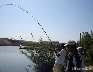 鲢鳙到底怎么钓才能钓得多,鲢鳙怎么才好钓