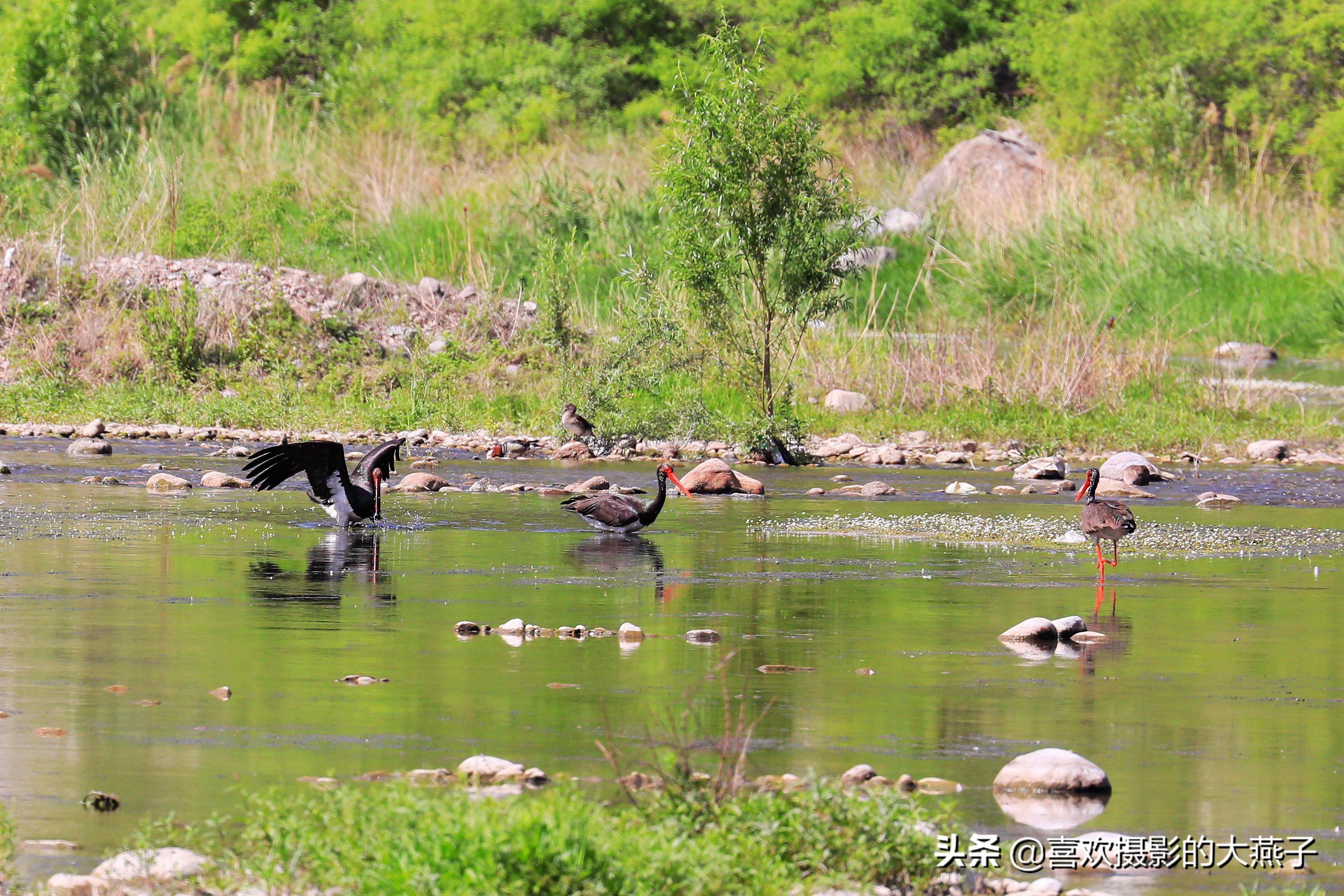 慕名前往十渡黑鹳之乡小有收获
