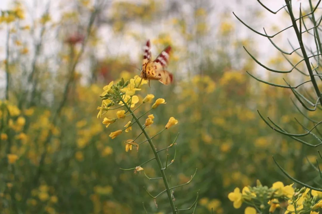 传说中的蛊虫真的有吗,传说中的扑棱蛾子