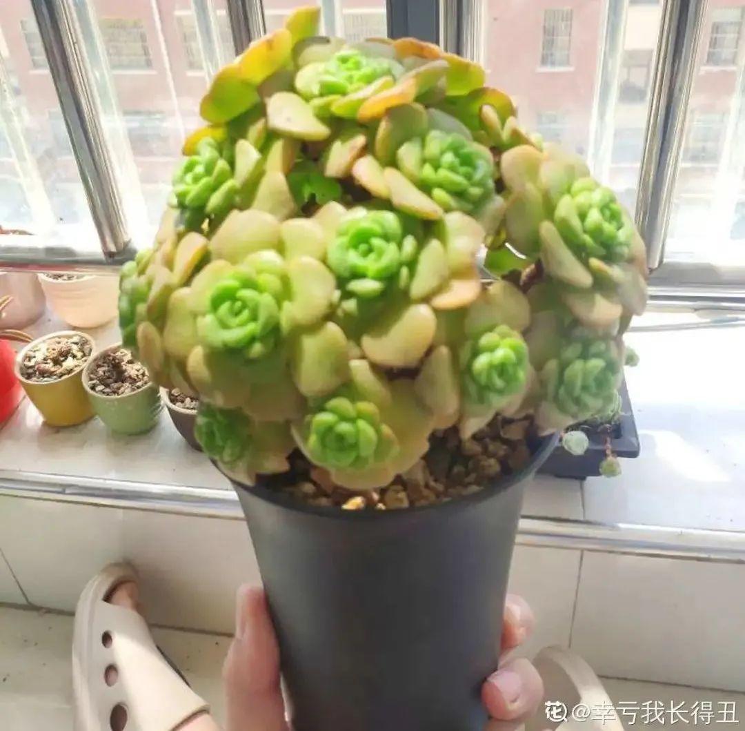 耐寒又好养的香水花,家里可以养法国香水花