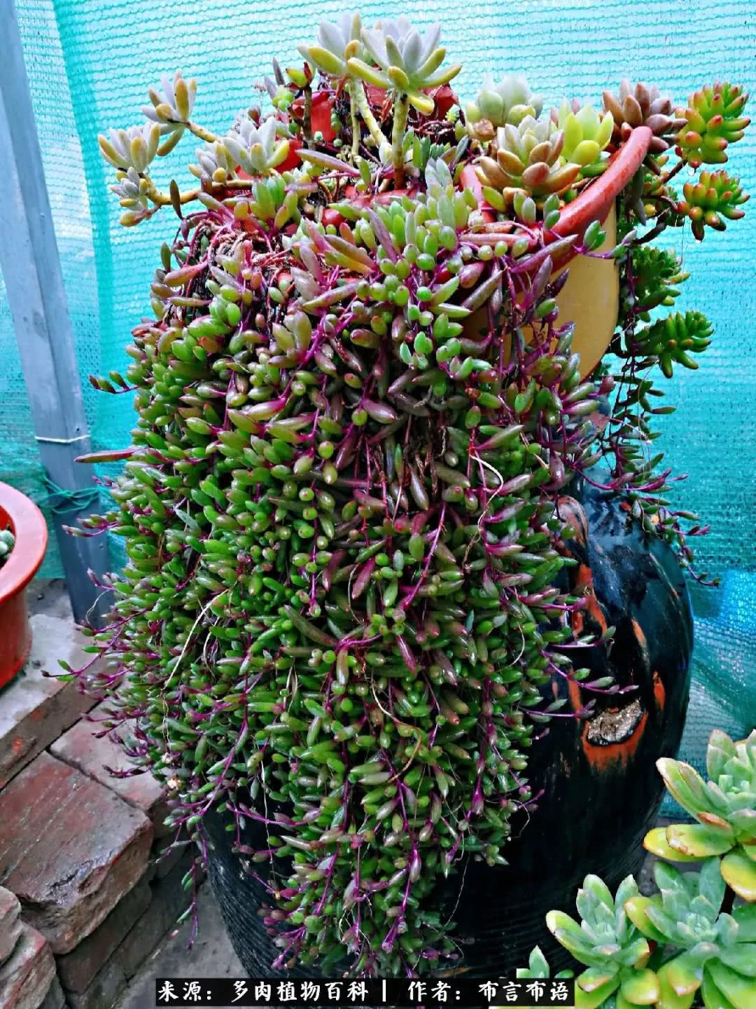 多肉的真实生活感悟,多肉的生活感悟