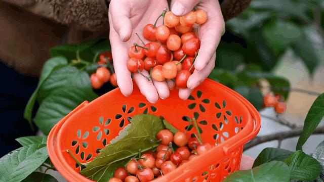 成都市恩桃儿,恩桃成都