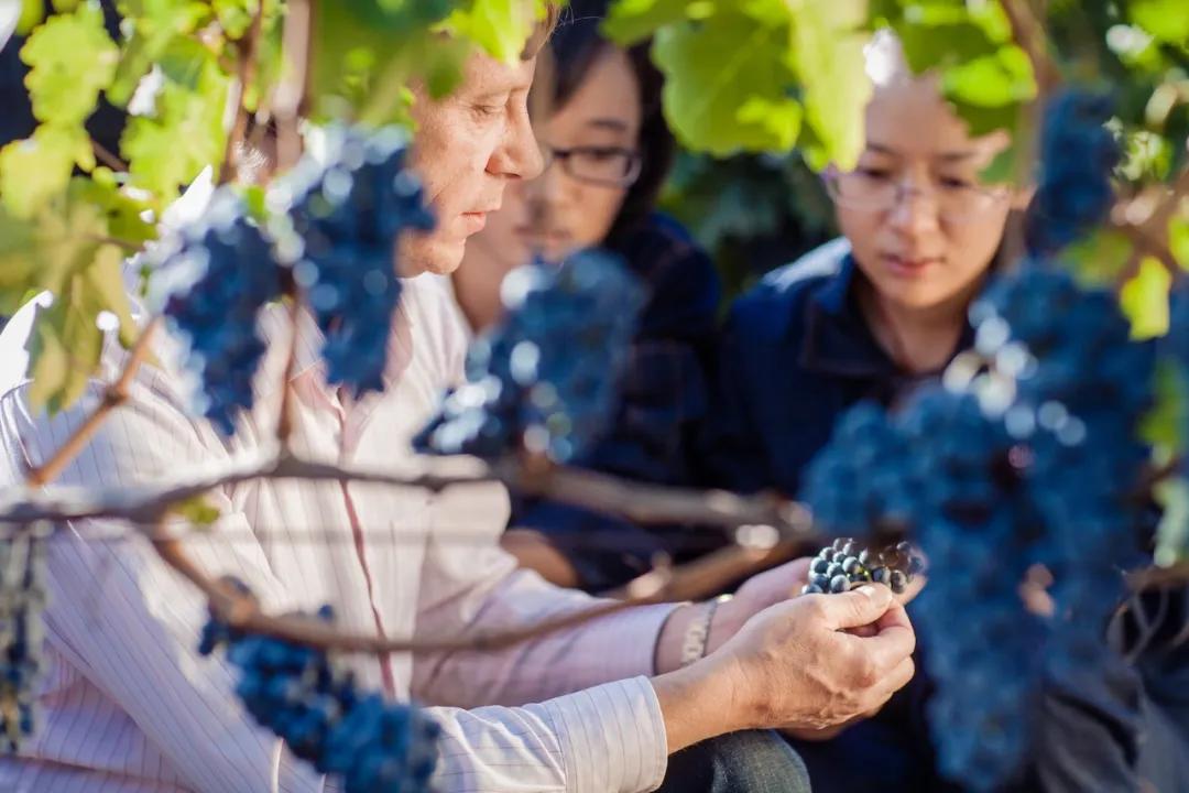 五星东方雅尼酒,尼雅好酒