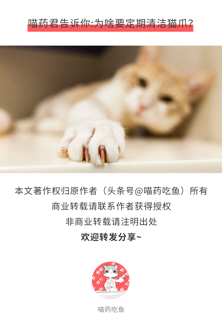 猫咪怎么洗猫爪,猫咪应该怎么护理爪子