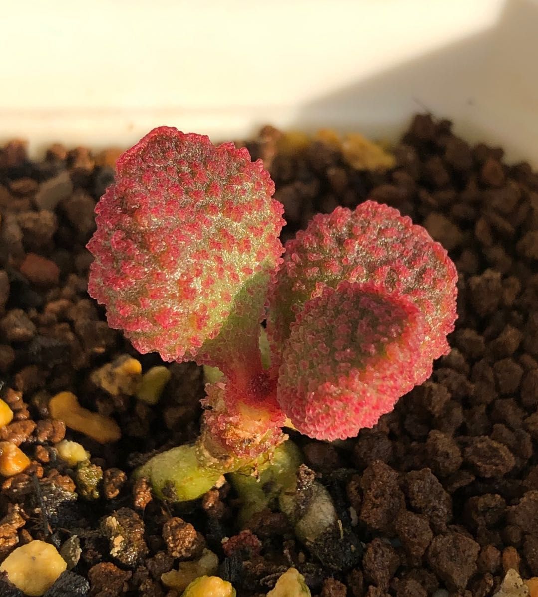 全部水泡类多肉,水泡多肉耐冻不