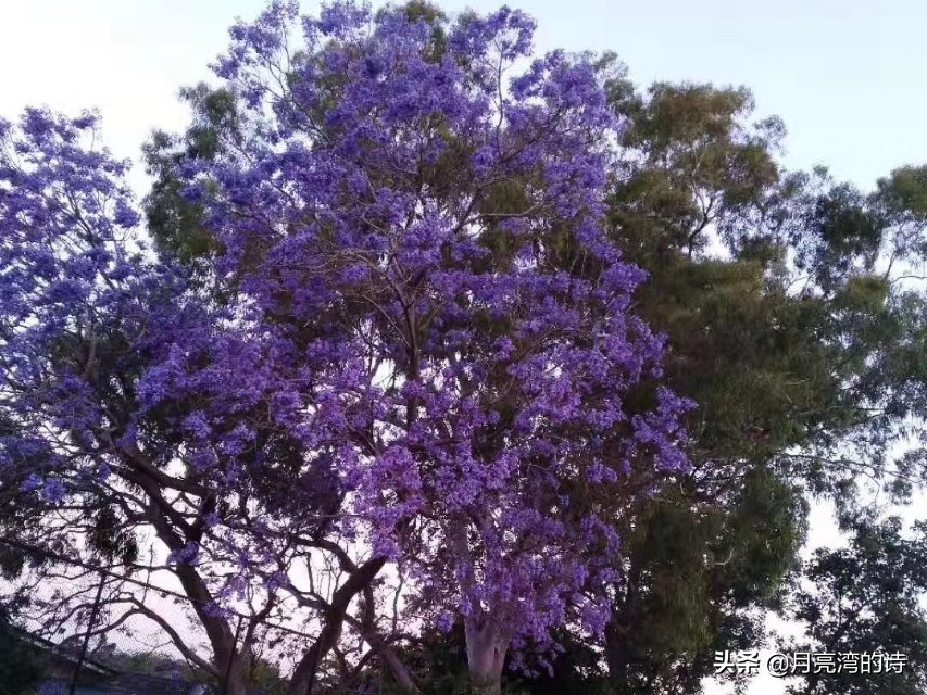 蓝花楹最是一抹蓝紫惹人醉,宁静的蓝花楹