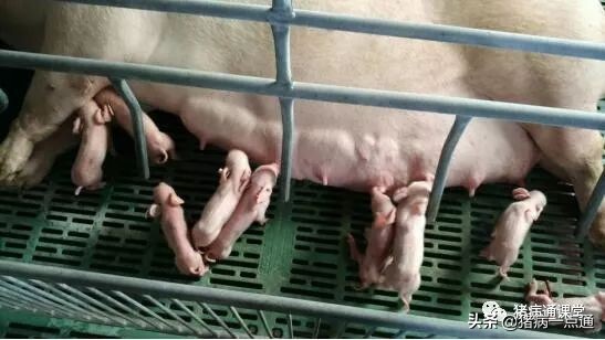 非看不可的超级经典,农村养猪人每天分享养猪经验