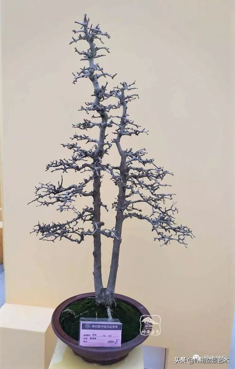 双干树,双干型果树