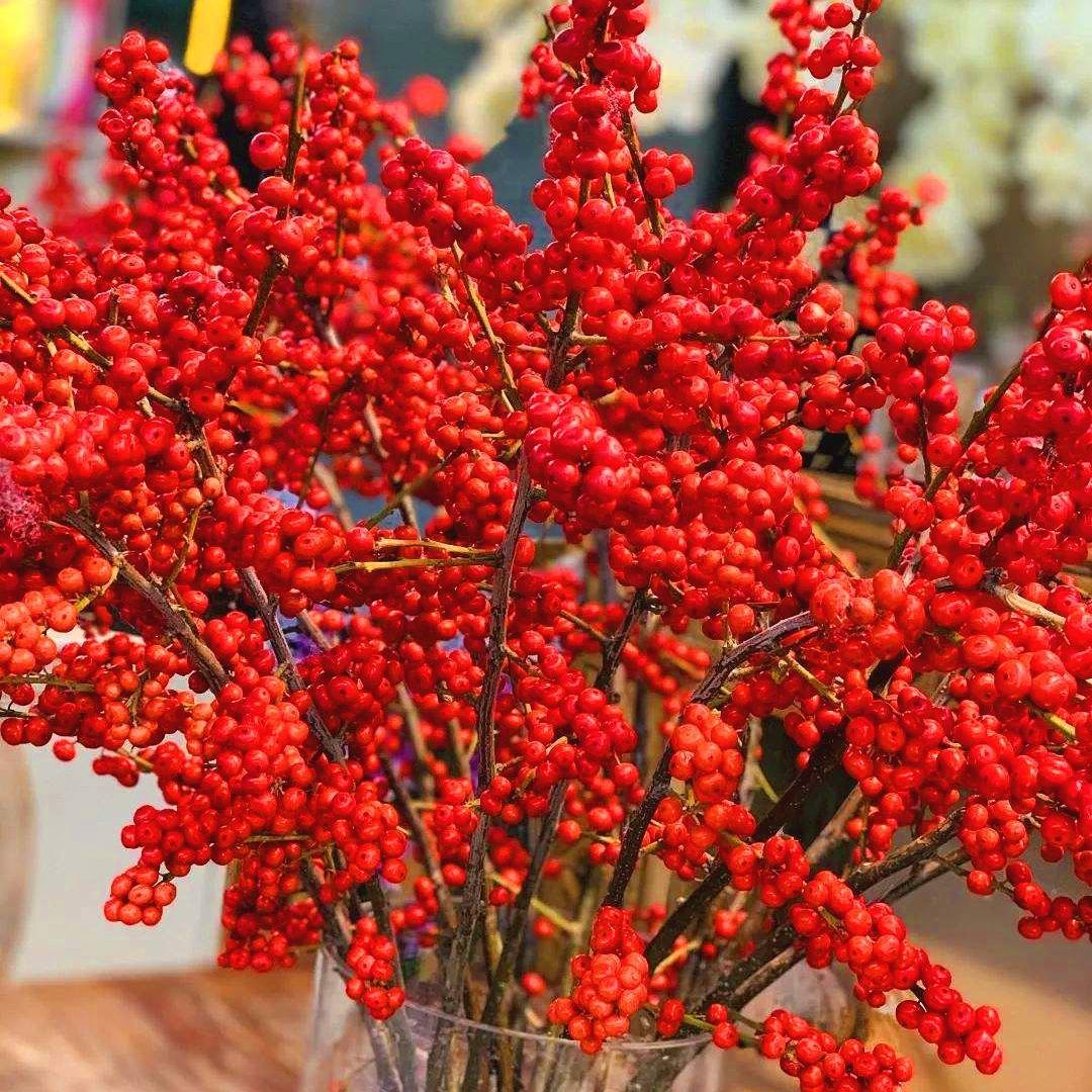 北美冬青的养护方法,北美冬青春天不发芽怎么办