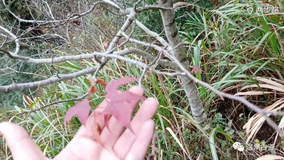 温州茶山红枫古道,浙江温州永嘉红枫古道