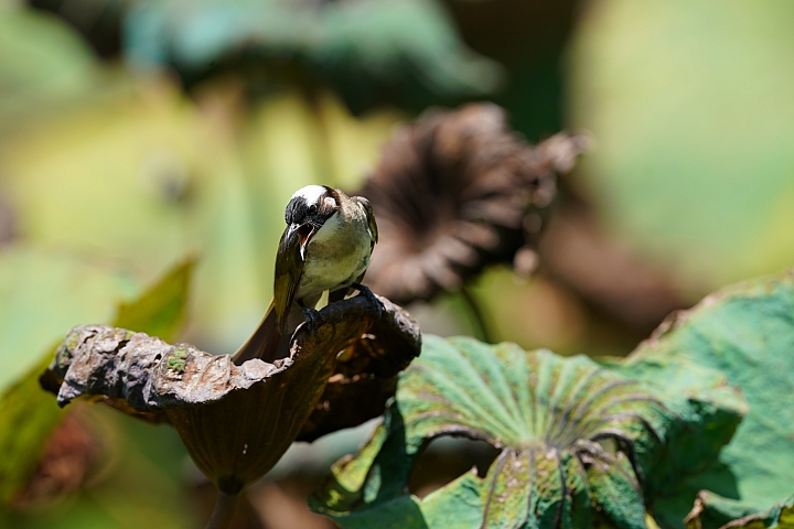 索尼fe50mmf2.5gm测评,索尼fe24f1.4gm大师镜头评测
