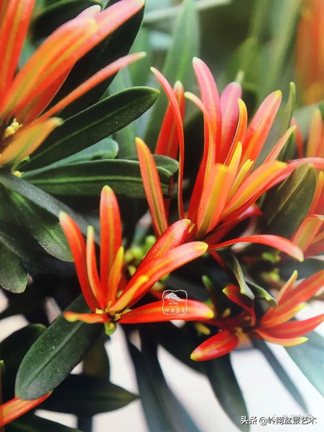 旺财罗汉松,罗汉松招财还是挡煞