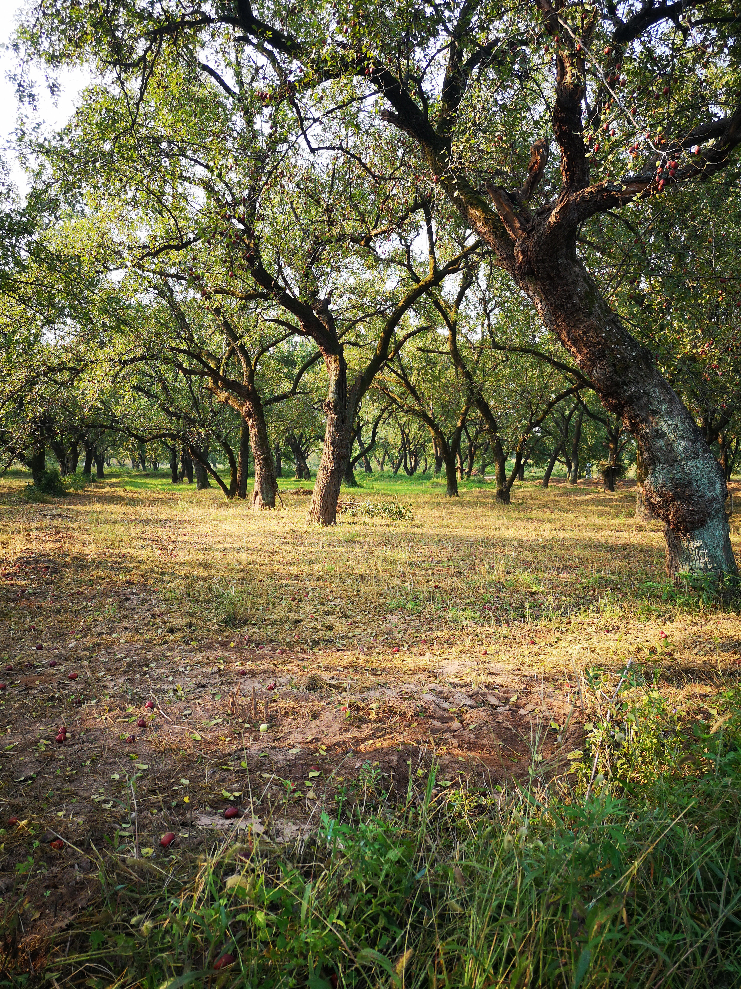 璐℃灒楠忔灒鐏版灒,璐℃灒鍥藉