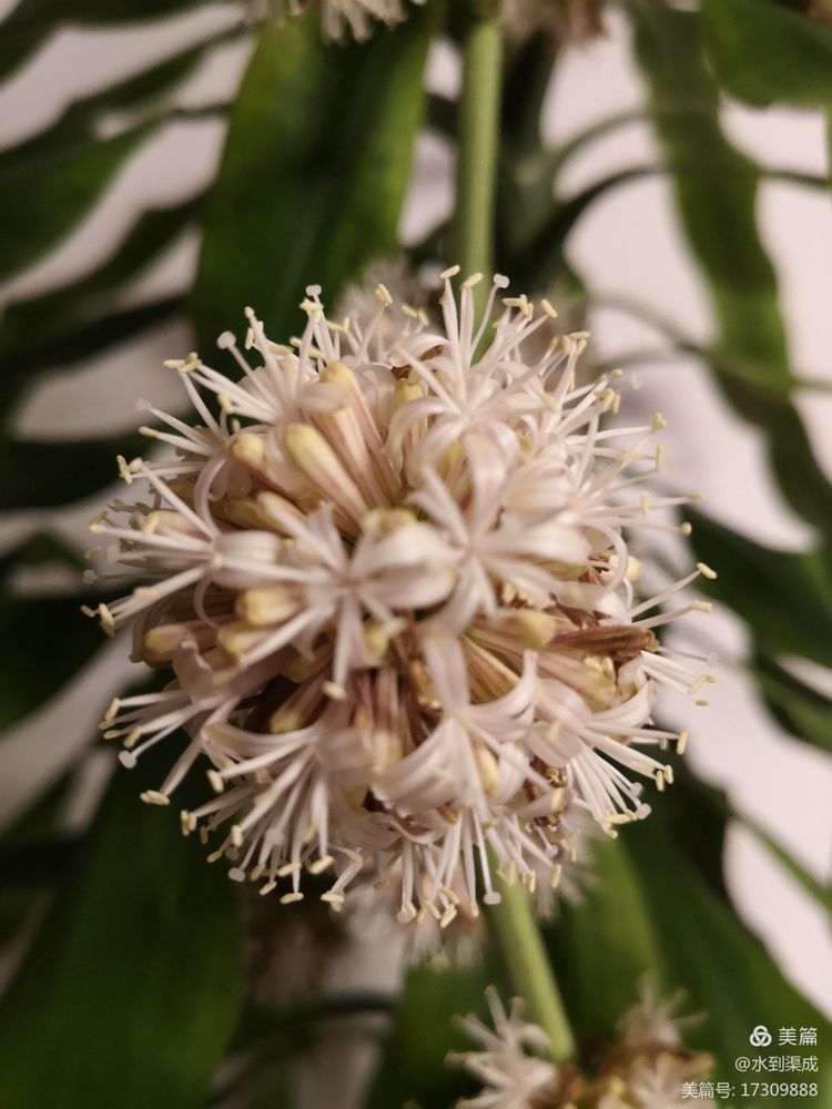 巴西木花香几点最浓,巴西木是满屋花香吗