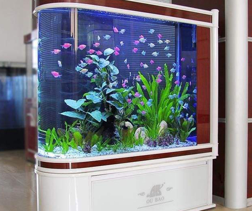 新手客厅鱼缸怎么养鱼,鱼缸养鱼新手入门教程