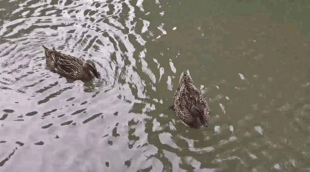 华为mate20pro拍摄有慢动作吗,华为mate20pro慢动作拍摄教程