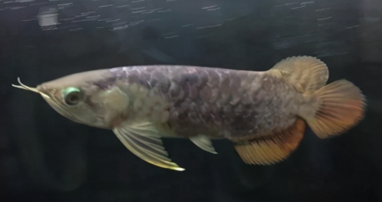 小龙鱼疾病,龙鱼突发疾病