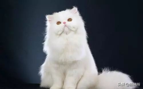 7大航空公司猫咪托运攻略,猫咪托运航空箱需要准备什么