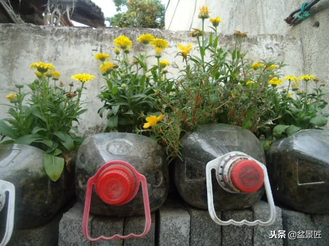 废物改造花盆绿植,旧物改造吊兰花盆