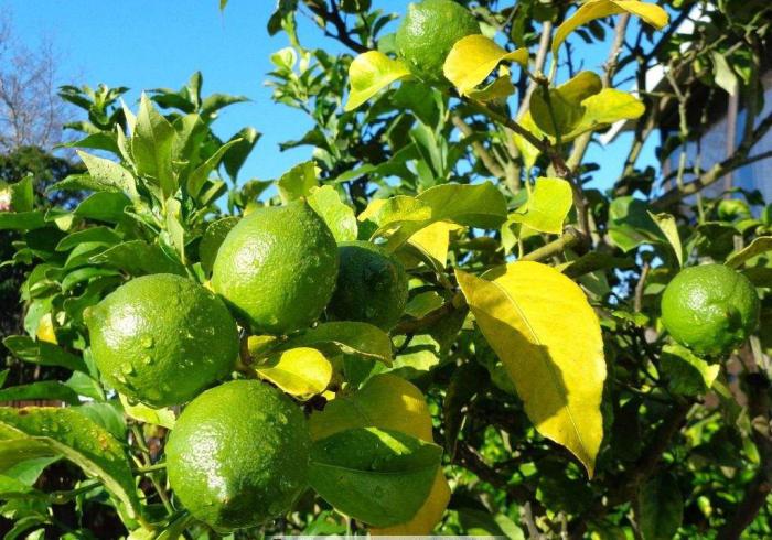 大田柠檬种植技术和管理,手指柠檬的种植和管理