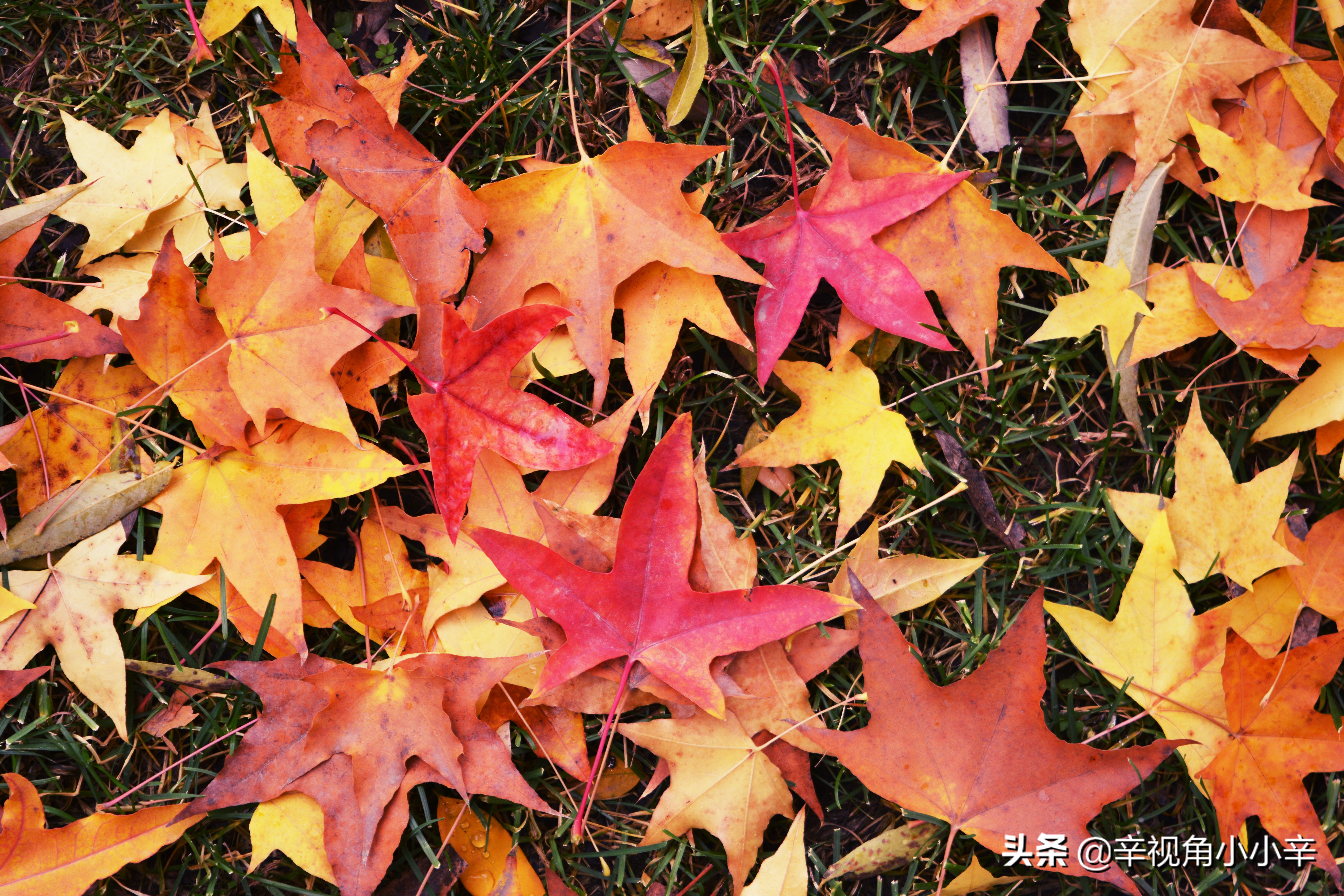 大望京公园红叶,红叶公园北京