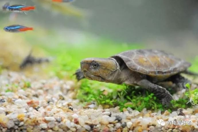 国龟鹰嘴新手入门教程,国龟鹰嘴视频大全