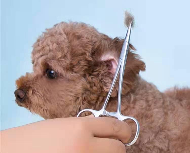 狗狗耳朵有异味发臭用什么药,狗狗耳朵发臭怎么办