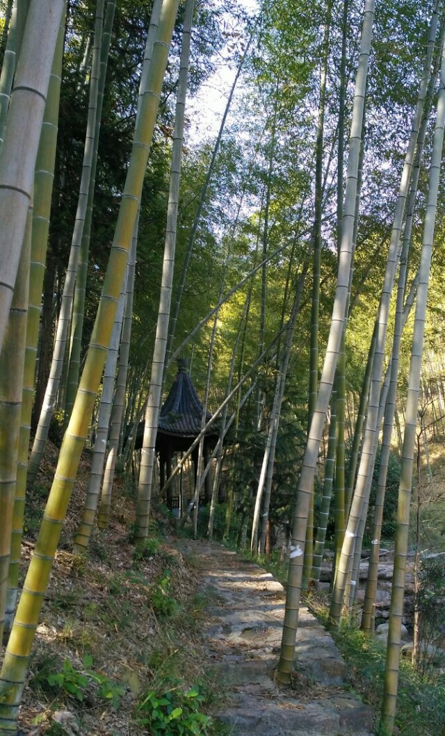 风景秀丽的宜兴竹海,漫步竹林呼吸大自然的清新