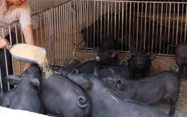 太湖母猪仔长得快吗,太湖二代小母猪价格