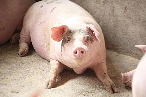 我是成都人,还能吃兔头吗?我妈常做奶汤野生鲫鱼,能吃不……牛蛙、火鸡、竹鼠,这些还能再吃吗?