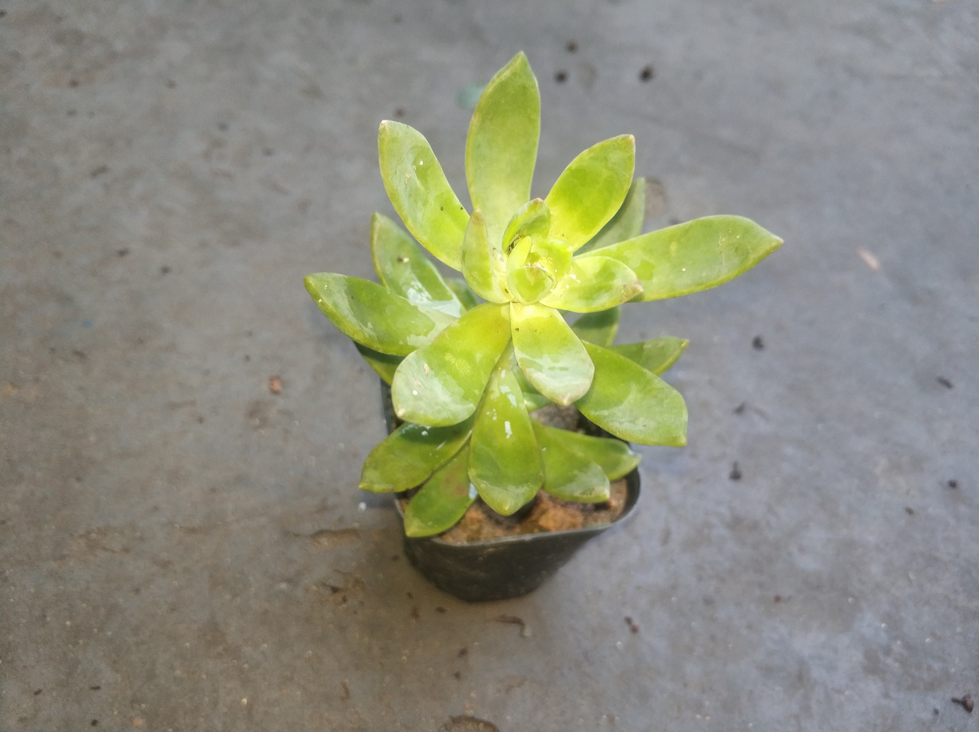 黄丽徒长砍头后怎么养护,黄丽夏季露养