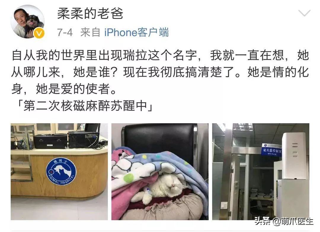 你见过猫咪的眼睛吗,你见过猫咪这种眼神吗