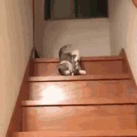 有什么养猫不封窗的方法,为什么养猫不封窗