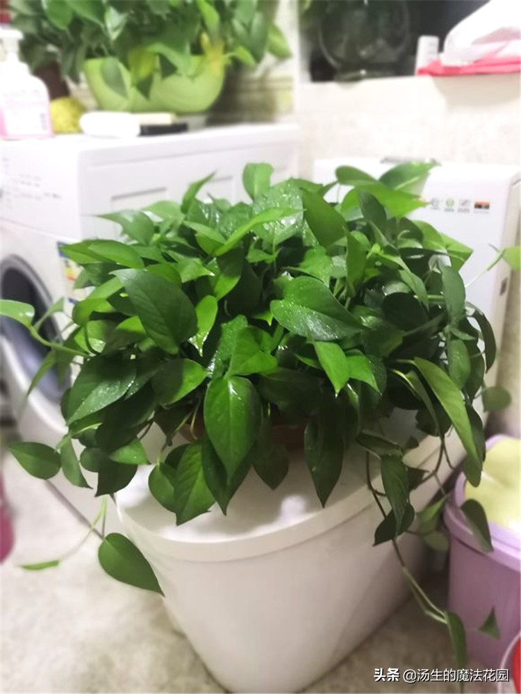 绿萝扦插注意事项,绿萝扦插注意事项有哪些