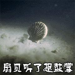 会跑路的扇贝你吃了吗,海鲜大咖活扇贝怎么处理干净