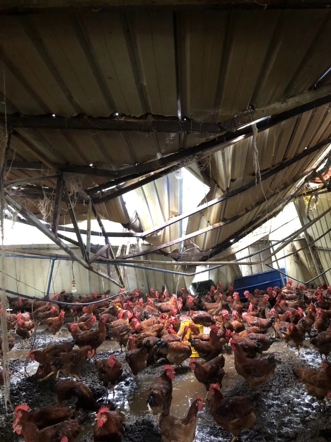 鸡舍被淹的视频,养鸡场积水10厘米